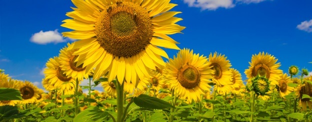 lanza de vasto y la ecologia