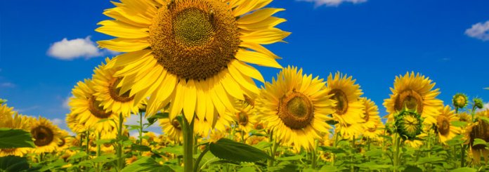 lanza de vasto y la ecologia