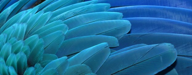 Simbología de las plumas