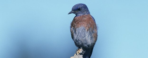 Significado del pájaro azul - significado espiritual del pájaro azul