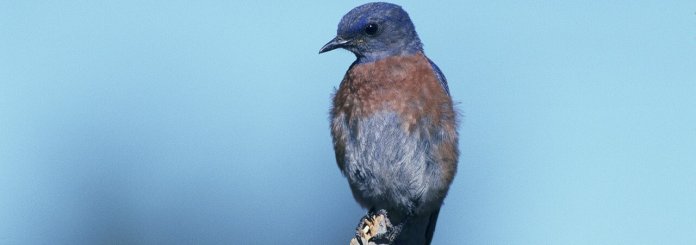 Significado del pájaro azul - significado espiritual del pájaro azul